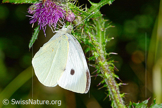 Foto: Grosser Kohlweissling (Pieris brassicae) an Sumpf-Kratzdistel (Cirsium palustre). Männchen. Flügel geschlossen. Ansicht von der Seite.