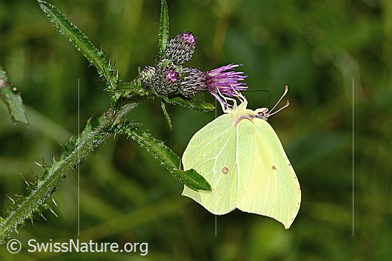 Foto: Zitronenfalter (Gonepteryx rhamni) an Sumpf-Kratzdistel (Cirsium palustre). Flügel geschlossen. Ansicht von der Seite.