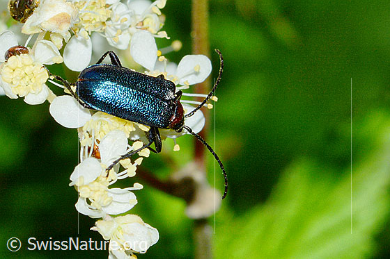Foto: Blaubock (Gaurotes virginea) an Moor-Geissbart (Filipendula ulmaria). Länge 10mm. Wird auch Carilia virginea genannt. Ansicht von oben.