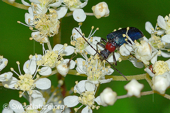 Photo: Gaurotes virginea on Filipendula ulmaria. Length 10mm. Also called Carilia virginea. View from the front.