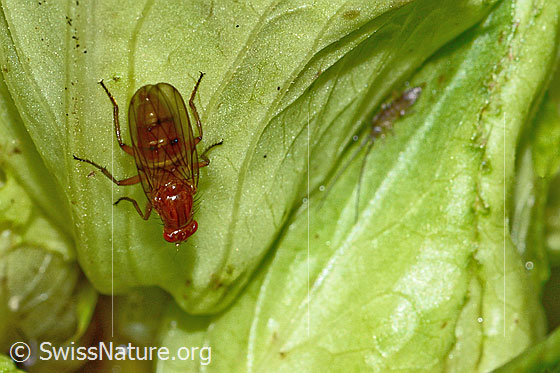 Foto: Dryomyza anilis (Baumfliege) auf Kohldistel (Cirsium oleraceum). Länge 12mm. Ansicht von oben.