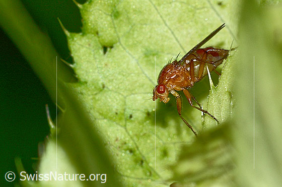 Foto: Dryomyza anilis (Baumfliege) auf Kohldistel (Cirsium oleraceum). Länge 12mm. Ansicht von schräg vorne.