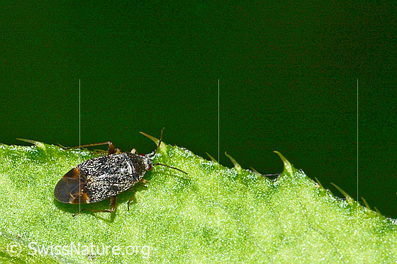 Photo: Plagiognathus arbustorum. Length 4.5Mm. View from above.