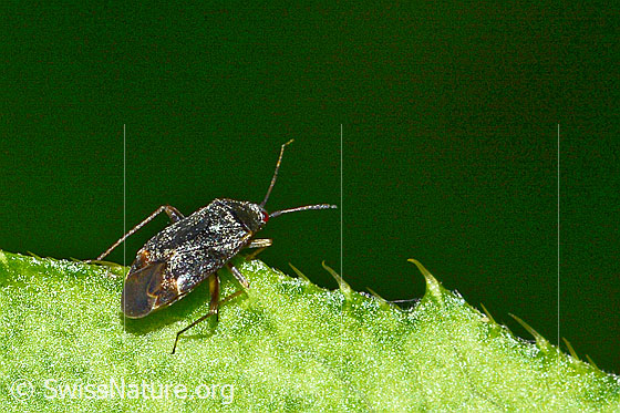 Photo: Plagiognathus arbustorum. Length 4.5Mm. View from diagonally above.