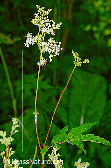 Foto: Moor-Geissbart (Filipendula ulmaria). Wird auch Mädesüss genannt. Ganze Pflanze (Habitus).