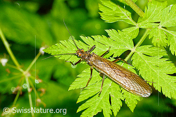 Foto: Bach-Perlensteinfliege (Perla marginata). Weibchen. Länge: 30mm. Ansicht von seitlich oben.