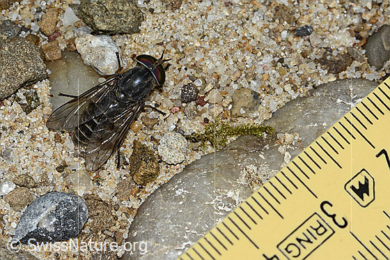 Photo: Tabanus bromius. Length 15mm. Female. View from above.