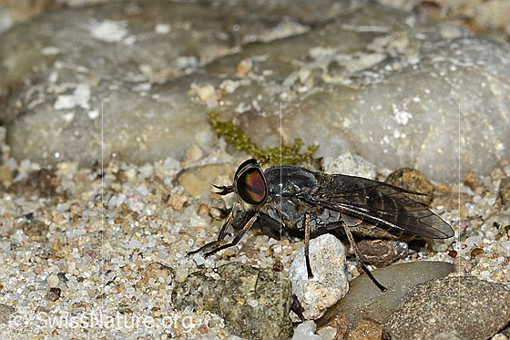 Gemeine Viehbremse (Tabanus bromius)