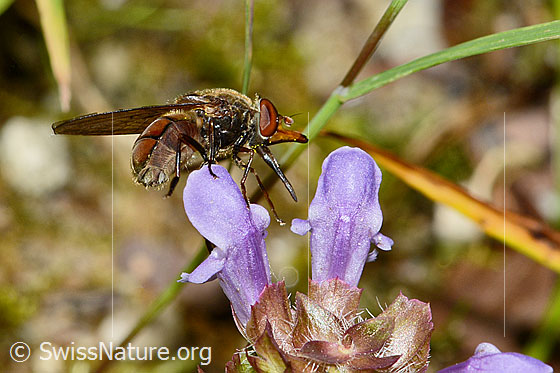 Foto: Gemeine Schnauzenschwebfliege (Rhingia campestris) an Gemeine Brunelle (Prunella vulgaris). Länge 11mm. Weibchen. Wird auch Feld-Schnabelschwebfliege genannt. Ansicht von der Seite.