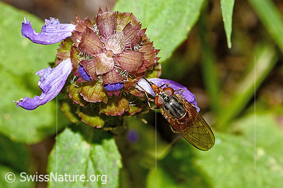 Photo: Rhingia campestris on Prunella vulgaris. Length 11mm. Female. View from top.