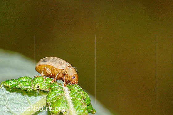 Foto: Gonioctena pallida (Blattkäfer). Länge 5mm. Ansicht von der Seite.
