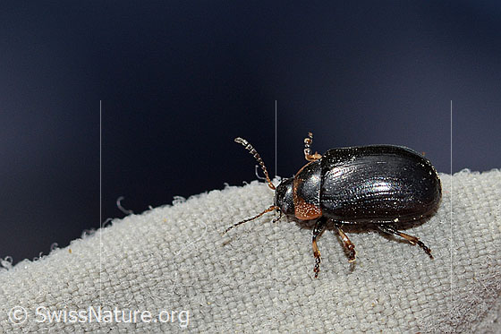 Foto: Wahrscheinlich Gonioctena nivosa (Blattkäfer). Länge  6mm. Ansicht von seitlich oben. Die Färbung dieser Käferart ist sehr variabel.