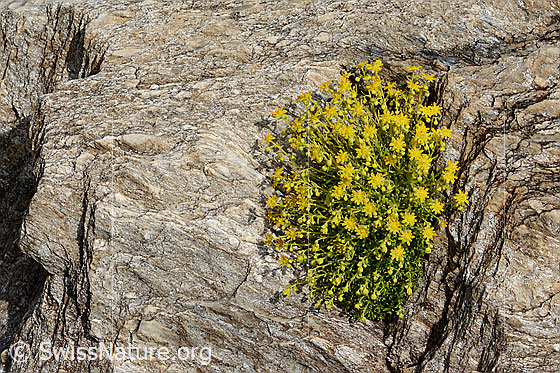 Foto: Bewimperter Steinbrech (Saxifraga aizoides). Ganze Pflanze (Habitus). Pflanzenpolster auf Fels.
