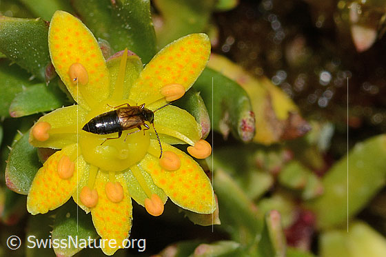 Photo: Anthophagus alpinus on Saxifraga aizoides. Length 3.5mm. Female. View from above.