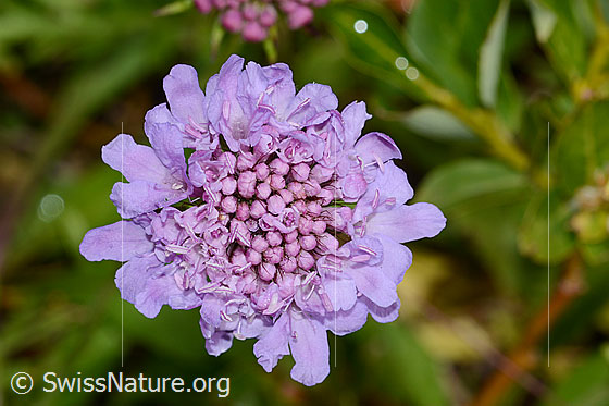 Photo: Scabiosa lucida. Blossom. View from above.