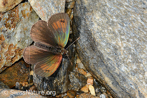 Foto: Wahrscheinlich Schweizer Schillernder Mohrenfalter (Erebia tyndarus). Flügel geöffnet. Ansicht von oben.