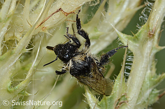 Foto: Nasser Berghummel (Bombus mesomelas) auf Alpen-Kratzdistel (Cirsium spinosissimum). Länge 15mm. Ansicht von oben.