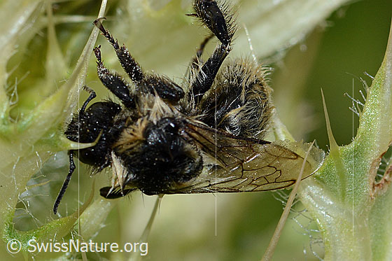 Foto: Nasser Berghummel (Bombus mesomelas) auf Alpen-Kratzdistel (Cirsium spinosissimum). Länge 15mm. Ansicht von schräg oben.