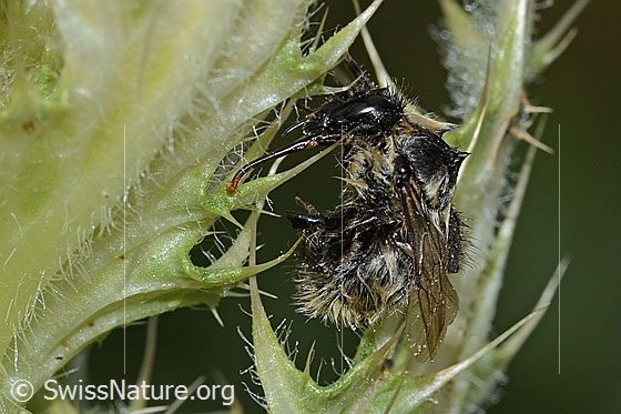 Photo: Bombus mesomelas on Cirsium spinosissimum. Length 15mm. View from the side.