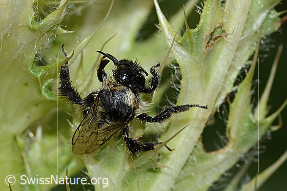 Photo: Bombus mesomelas on Cirsium spinosissimum. Length 15mm. View from above.