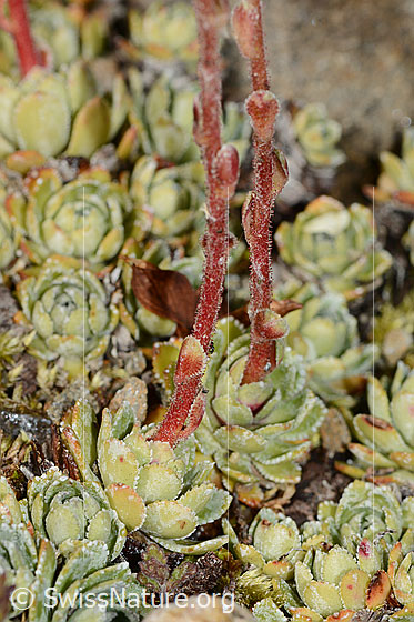 Photo: Saxifraga paniculata. Leaf rosetten and stem.