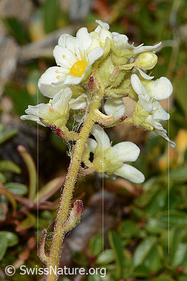 Photo: Saxifraga paniculata. Stem and blossoms. View from diagonally below.