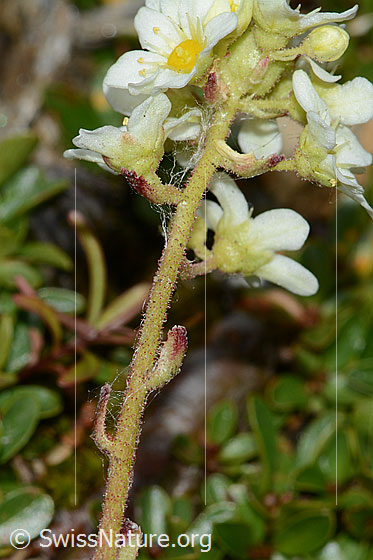 Foto: Trauben-Steinbrech (Saxifraga paniculata). Stangel und Stängelblätter.