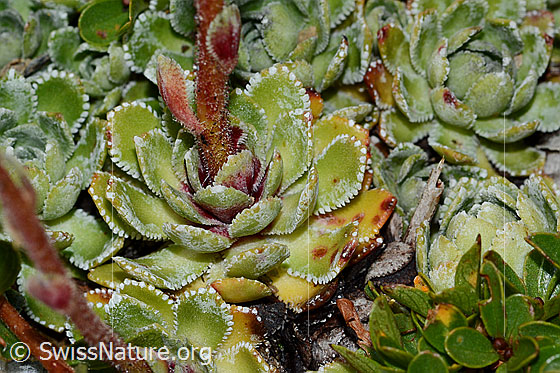 Foto: Trauben-Steinbrech (Saxifraga paniculata). Blattrosetten und Blätter.