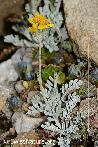Foto: Graues Greiskraut (Senecio incanus). Ganze Pflanze (Habitus).