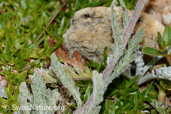 Photo: Achillea nana. Leaves and stem.