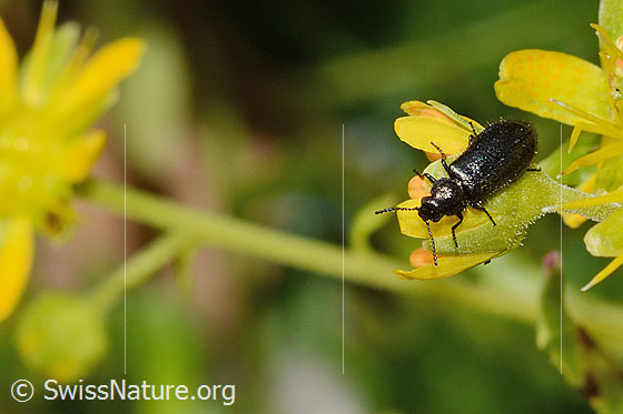 Photo: Dasytes obscurus on Saxifraga aizoides. Length 6mm. View diagonally from the front.