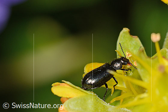 Photo: Dasytes obscurus on Saxifraga aizoides. Length 6mm. View diagonally from behind.