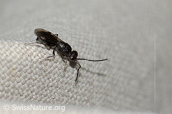 Photo: Wasp from the Megaspilidae family. Length 4mm. View from the side.