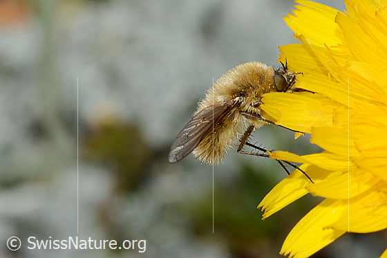 Grauer Wollschweber (Bombylius cinerascens) auf Blume