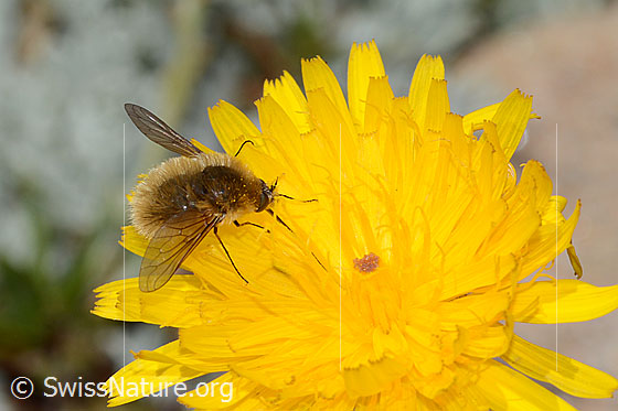 Foto: Grauer Wollschweber (Bombylius cinerascens). Länge 10mm. Weibchen. Ansicht von schräg vorne.