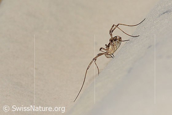 Photo: Probably Mitopus morio. View from the side.