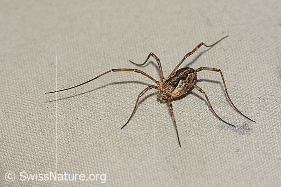 Photo: Probably Mitopus morio. View from top front.