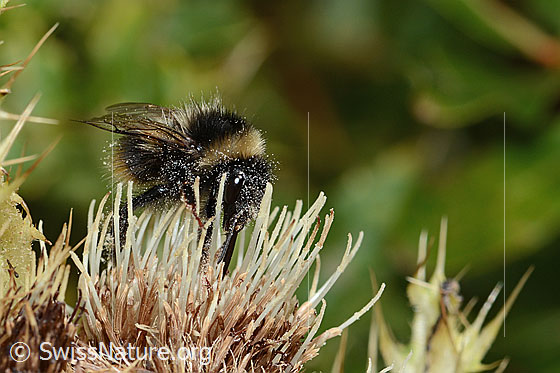 Photo: Bombus monticola on Cirsium spinosissimum. Length 16mm. View from side front.