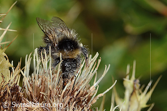 Photo: Bombus monticola on Cirsium spinosissimum. Length 16mm. View from top front.