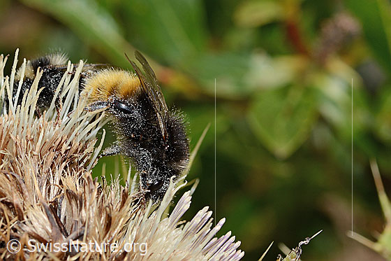 Foto: Bergwald-Hummel (Bombus wurflenii) auf Alpen-Kratzdistel (Cirsium spinosissimum). Länge 15mm. Ansicht von der Seite.