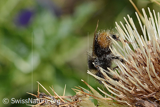 Photo: Bombus monticola on Cirsium spinosissimum. Length 16mm. View from the side.