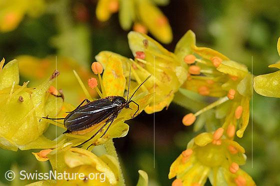 Foto: Trauermücke der Gattung Sciara auf Bewimpertem Steinbrech (Saxifraga aizoides). Länge 4 - 5mm. Ansicht von der Seite.