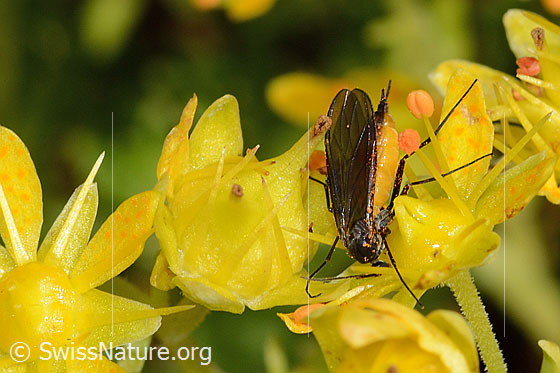 Photo: Mosquito of the genus Sciara on Saxifraga aizoides. Length 4 - 5mm. View from above.