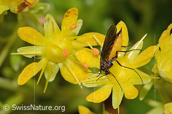 Trauermücke der Gattung Sciara auf Bewimpertem Steinbrech (Saxifraga aizoides)