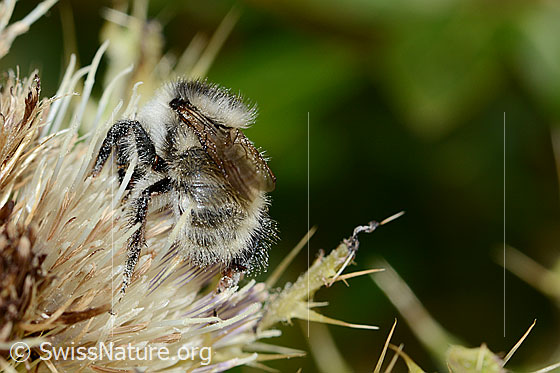 Photo: Bombus mesomelas on Cirsium spinosissimum. Length 15mm. View from behind.