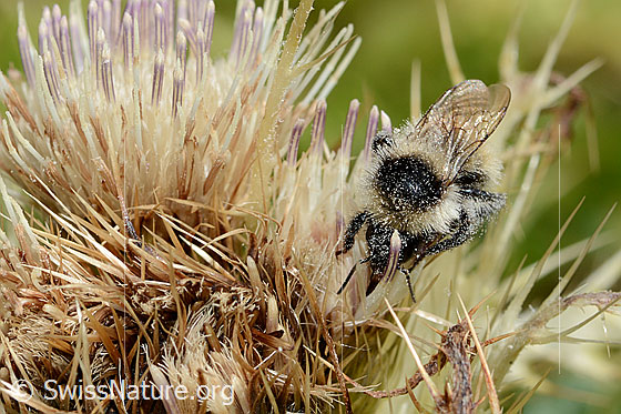 Foto: Berghummel (Bombus mesomelas) auf Alpen-Kratzdistel (Cirsium spinosissimum). Länge 15mm. Ansicht von vorne oben.