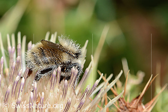 Foto: Berghummel (Bombus mesomelas) auf Alpen-Kratzdistel (Cirsium spinosissimum). Länge 15mm. Ansicht von der Seite.