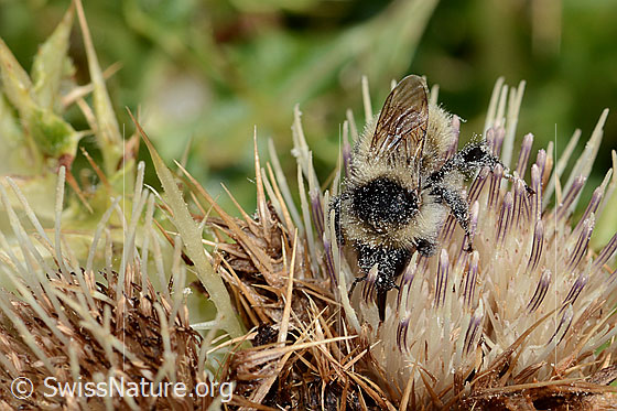 Foto: Berghummel (Bombus mesomelas) auf Alpen-Kratzdistel (Cirsium spinosissimum). Länge 15mm. Ansicht von vorne oben.
