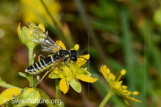 Photo: Probably Tenthredo brevicornis on Saxifraga aizoides. Length 12mm. View from the side above.