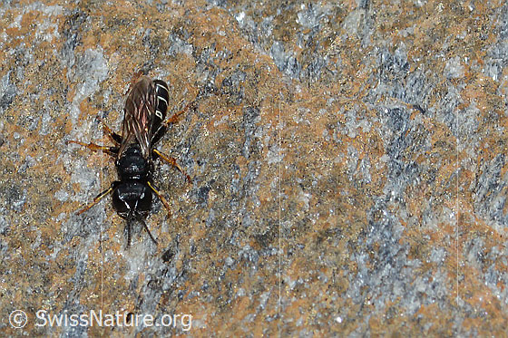Foto: Wahrscheinlich Crabro alpinus (Grabwespe). Länge 10mm. Weibchen. Ansicht von oben.